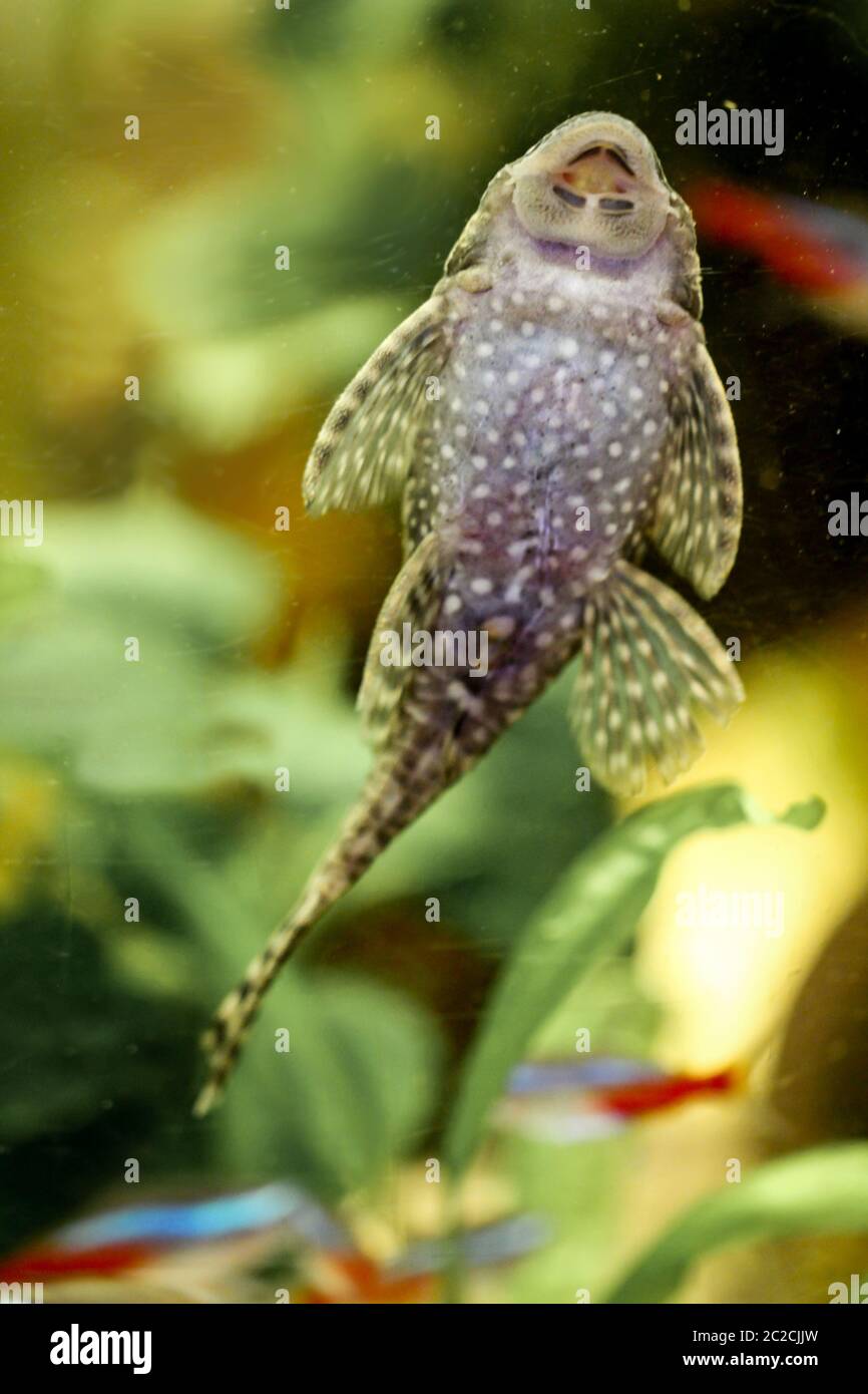 Saltwater catfish hires stock photography and images Alamy