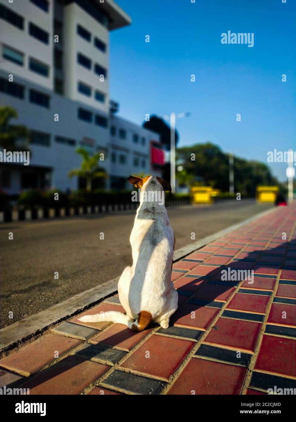 A white colored dog sitting on the footpath waiting for his friend . The road passing and the buildings in front of it Stock Photo