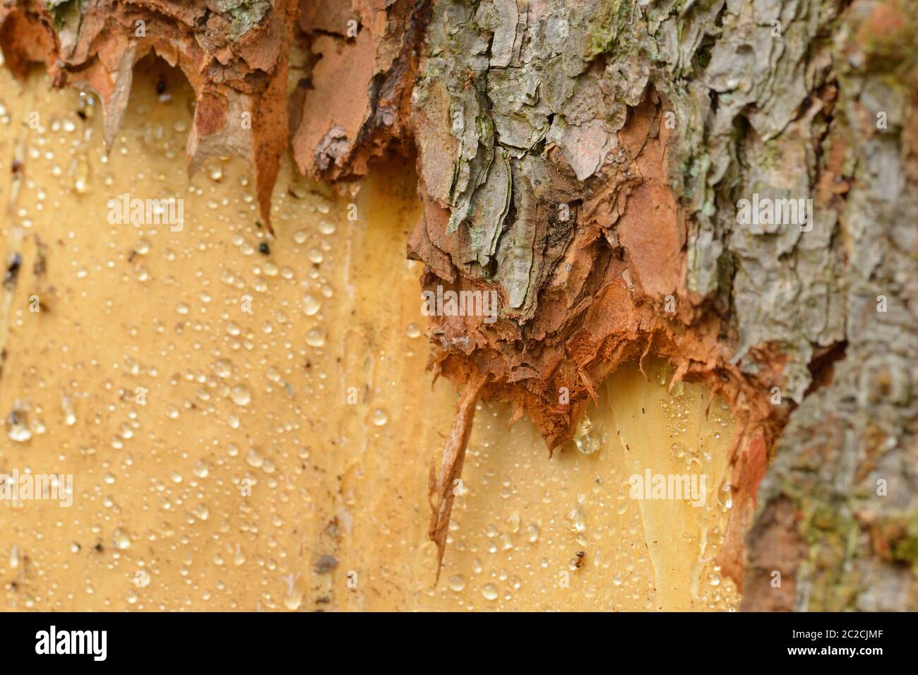 Red deer damage in the forest Stock Photo