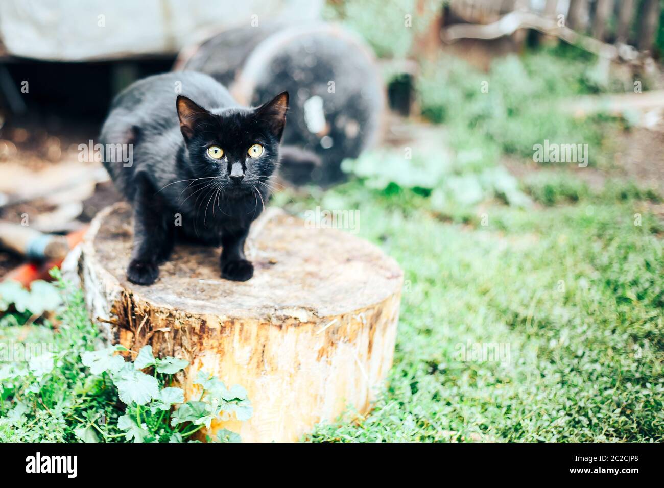 alone scared black homless cat afraid of Stock Photo Alamy