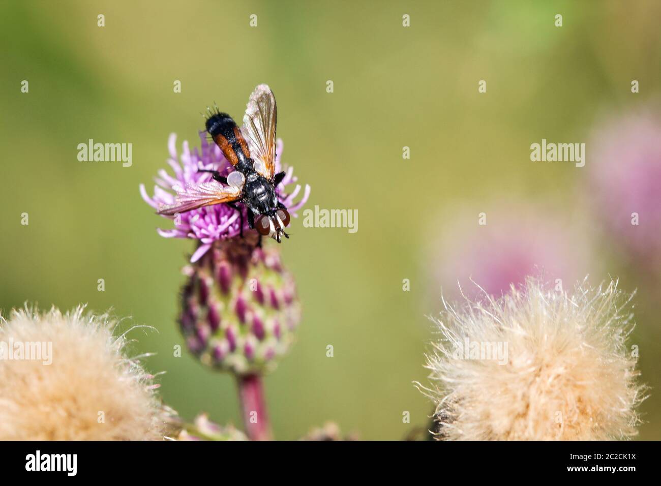 Zummeng Insect Bee Bee hotel plant pot hi-res stock photography and images - Alamy
