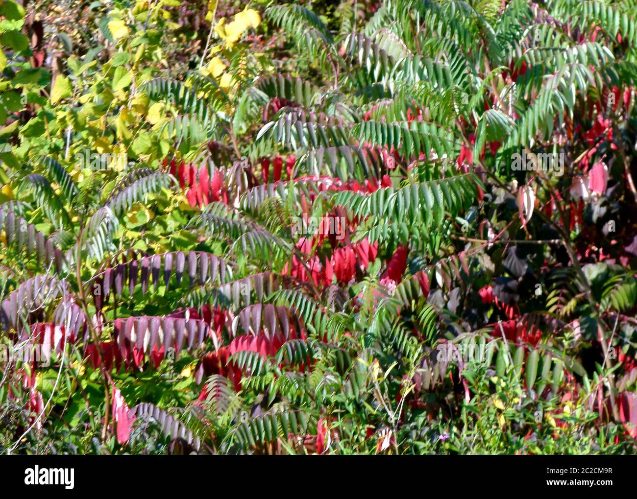 Garden corner with green and red leaves Stock Photo