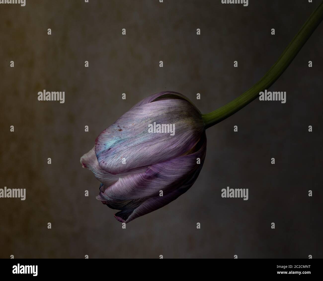 Wilted purple tulip bulb against brown background, signifying aborted young love, against black background. Tulips are a symbol of perfect love Stock Photo
