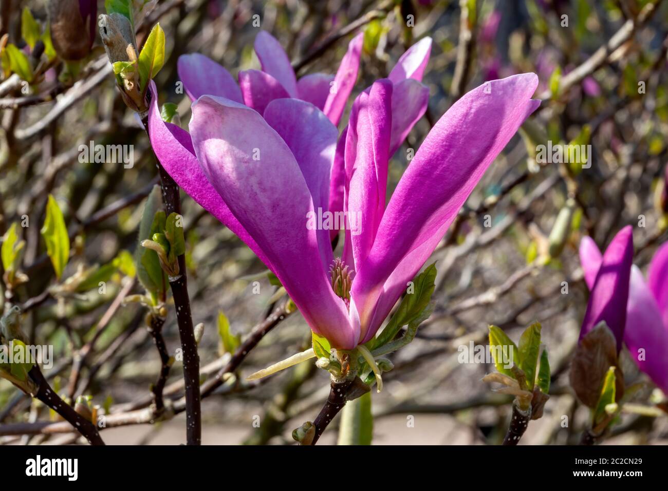 jane magnolia tree in winter