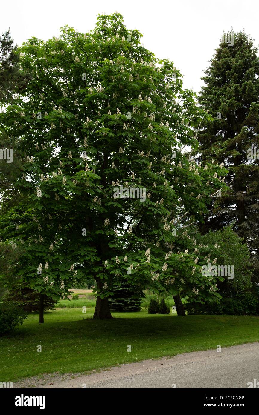 Full shot of Canadian chestnut tree Stock Photo