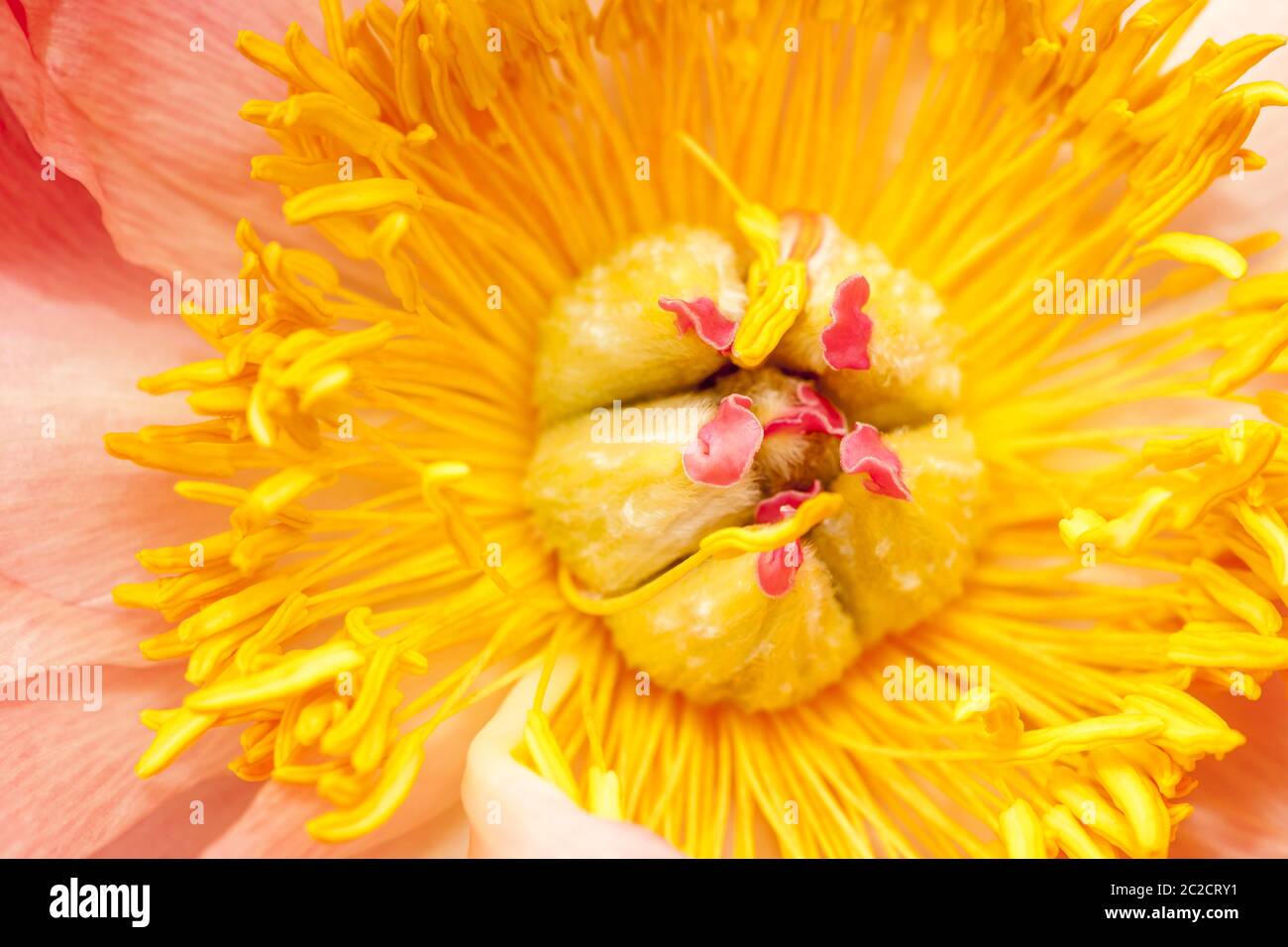 Interior of a peony detail Stock Photo