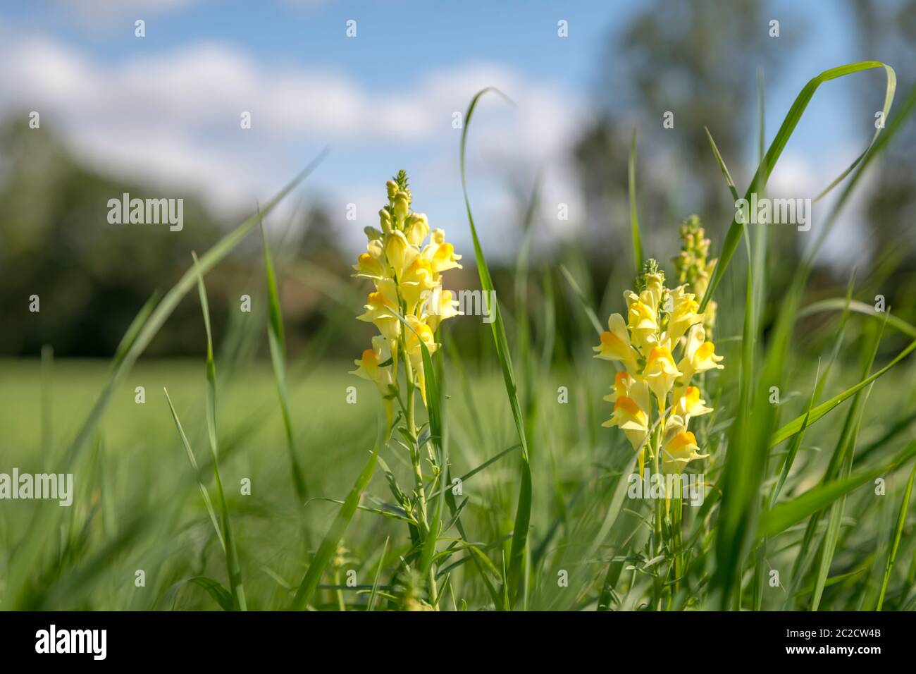 Yellow - white Dactylorhiza insularis flowers between green grass against blurred blue sky Stock Photo