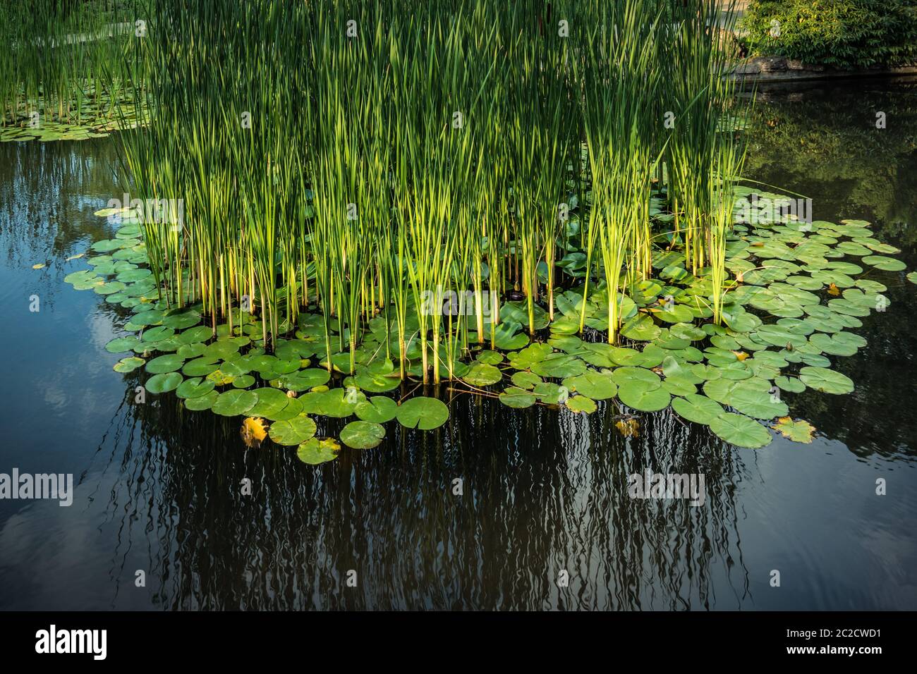 Green reed fibers and water lilly leaves in the lake, reflections on ...