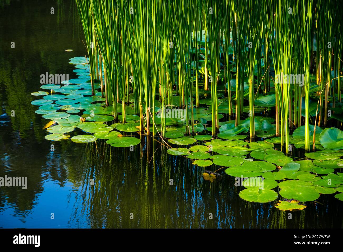 Green reed fibers and water lilly leaves in the lake, reflections on ...
