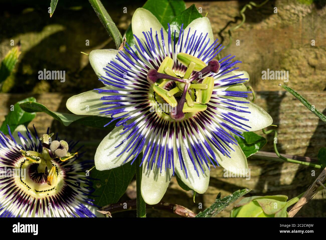 Passion flower (passiflora caerulea) a blue white summer flower plant  which is a deciduous semi evergreen perennial climbing vine with orange fruit Stock Photo