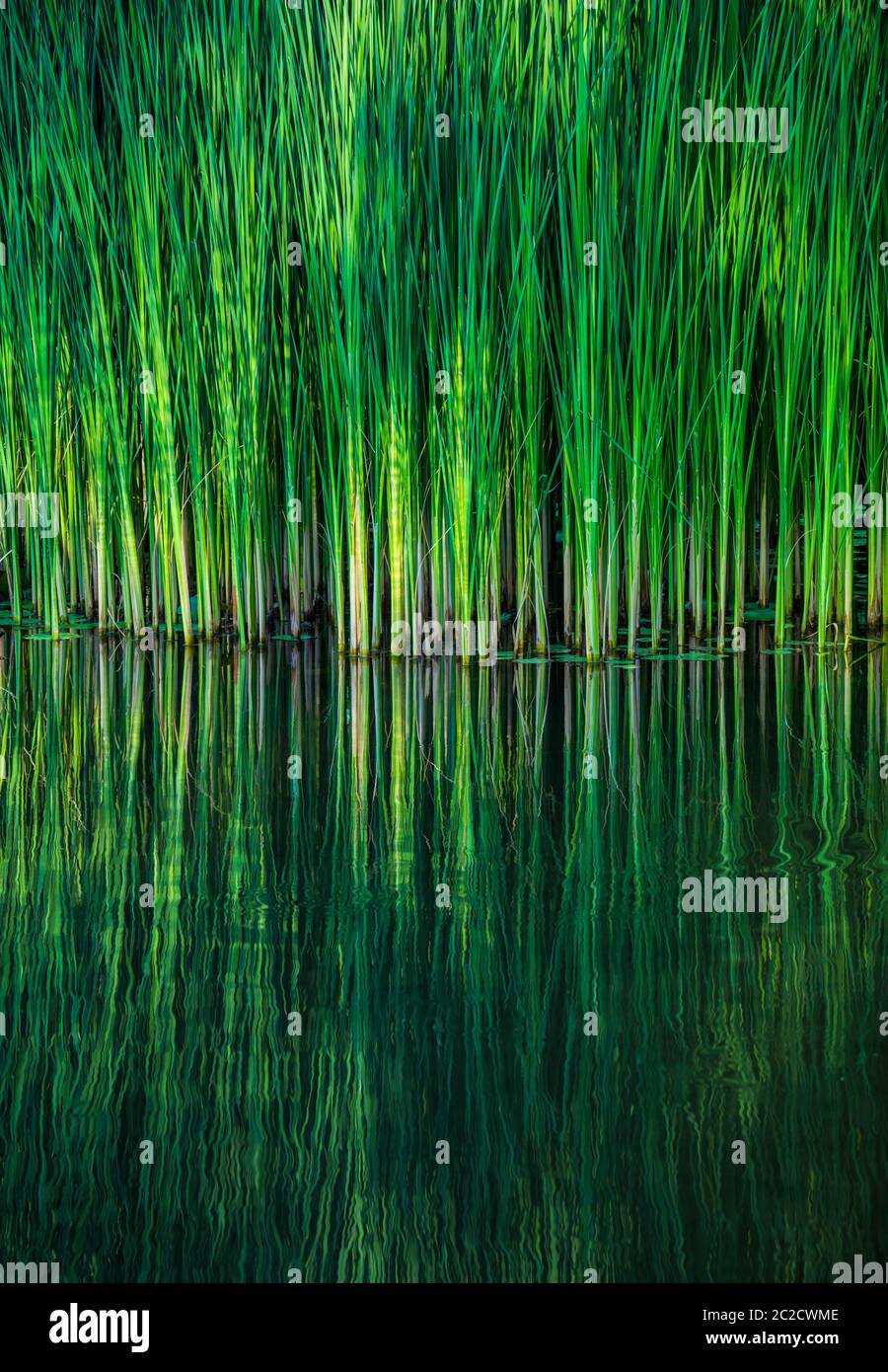 Green reed fibers, leaves in the lake, reflections on the water surface ...