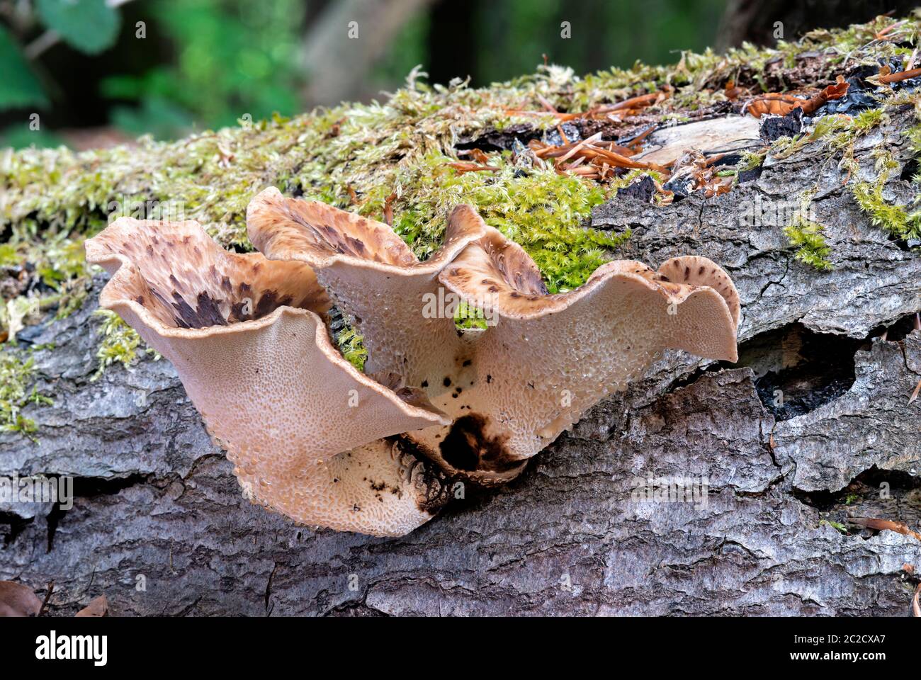 Dryads saddle Polyporus squamosus growing on beech log, woodland, Gloucestershire Stock Photo