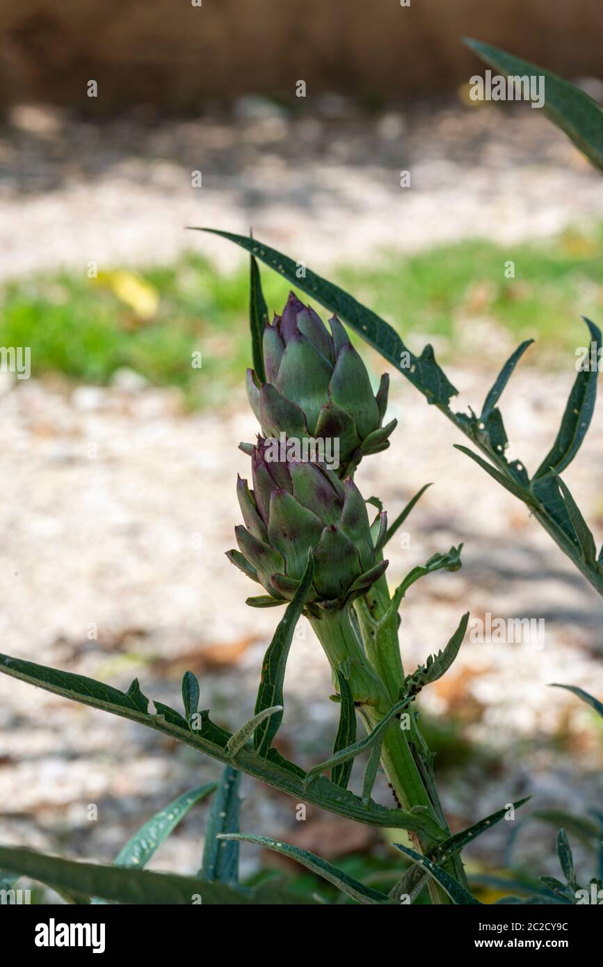 a plant with two recently born artichokes Stock Photo