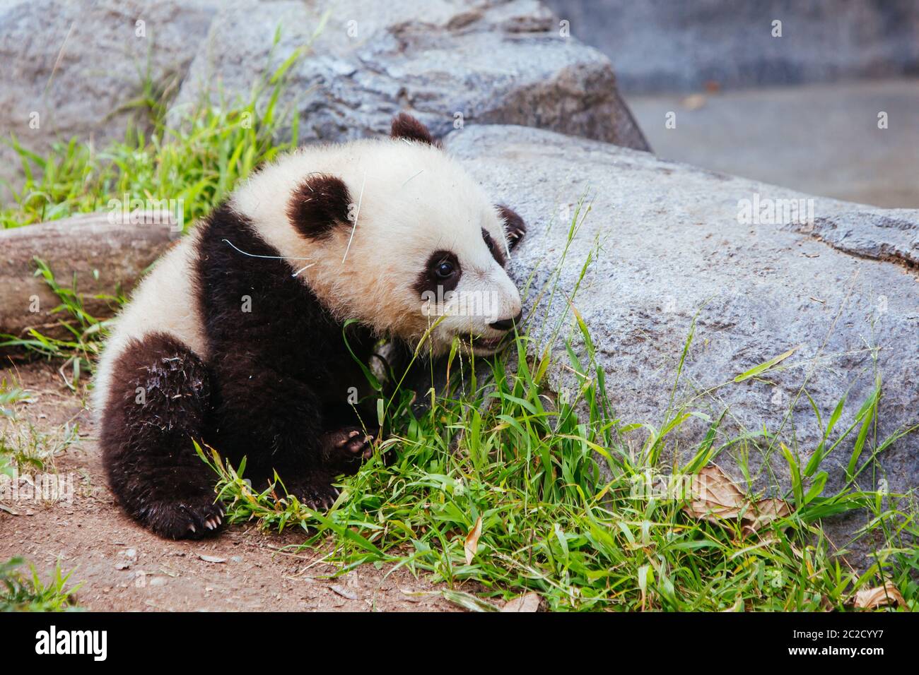 Baby Panda High Resolution Stock Photography And Images Alamy Baby Panda High Resolution Stock Photography And Images Alamy