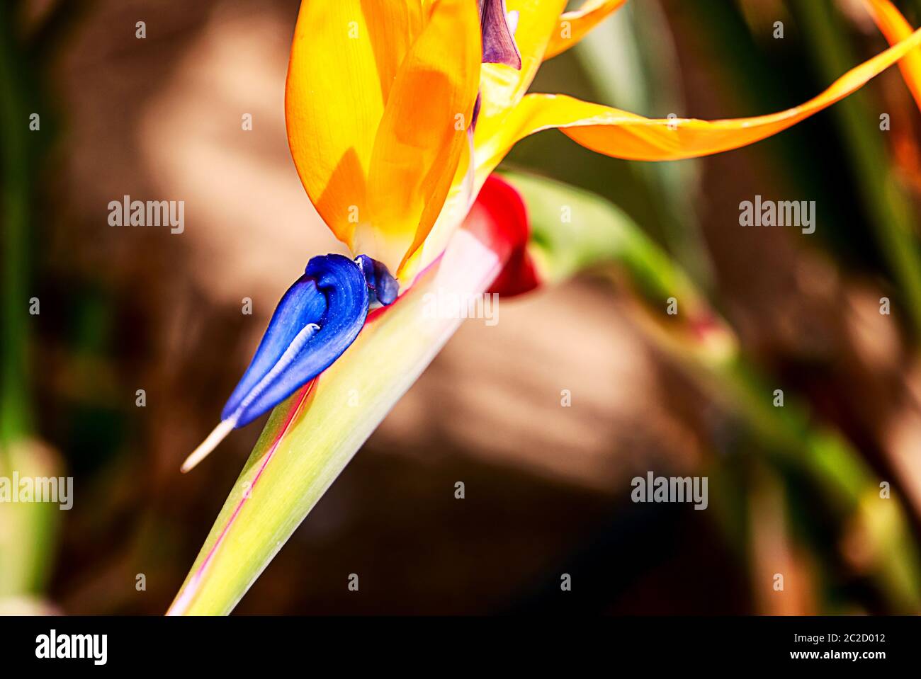 Bird of paradise, exotic strelitzia in a tropical garden Stock Photo