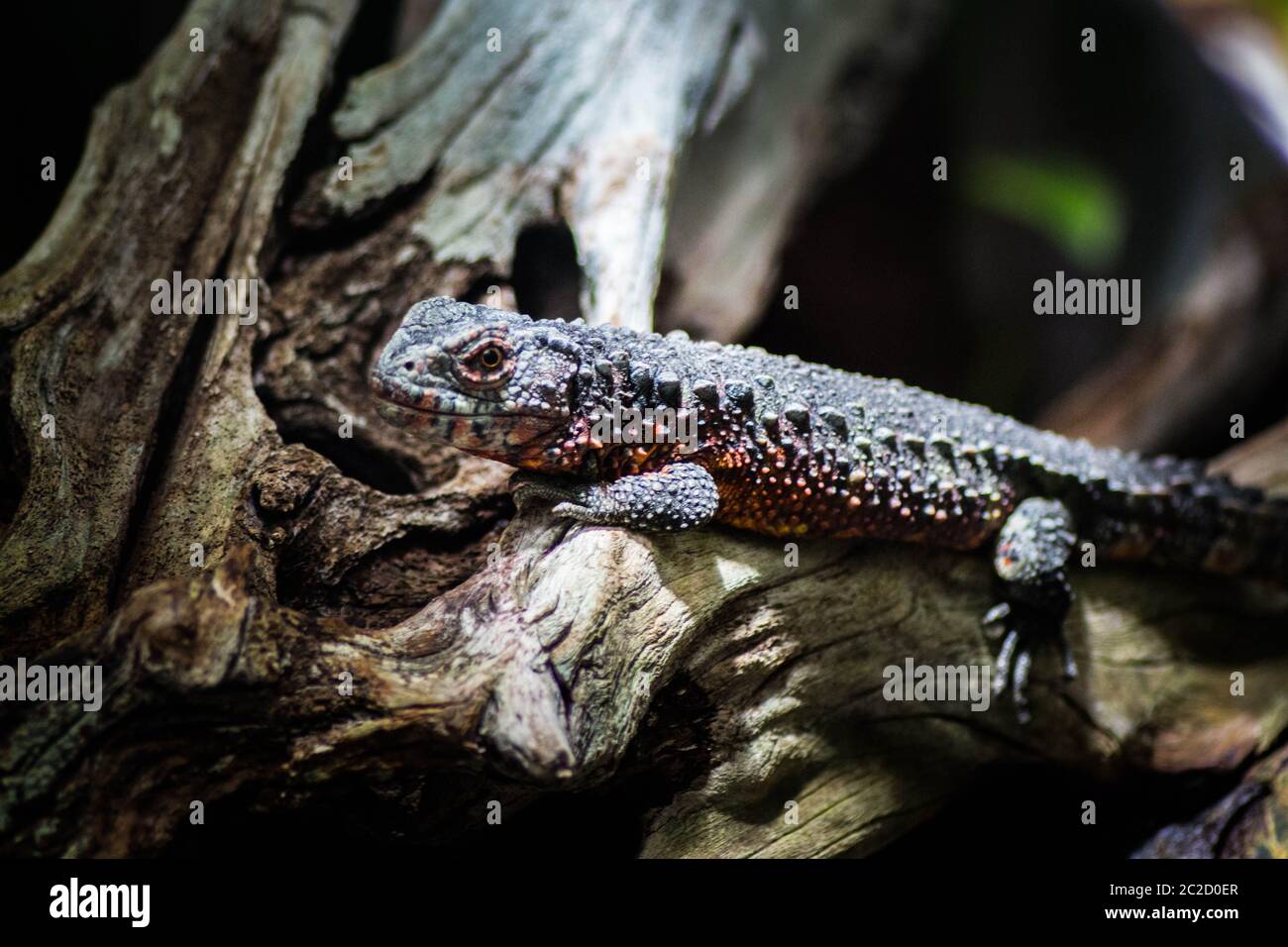 lizard Stock Photo