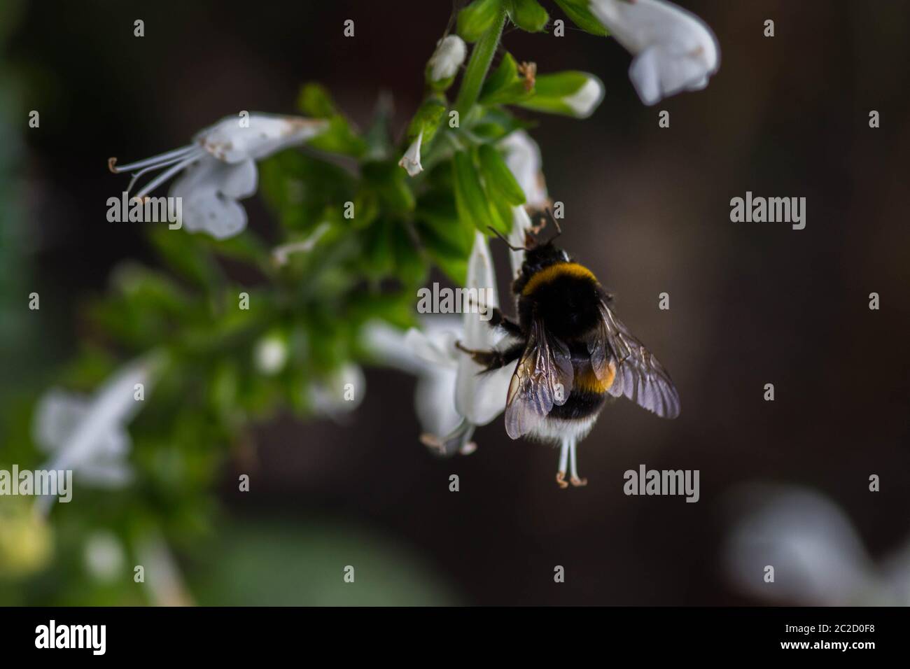 bumblebee on flower Stock Photo