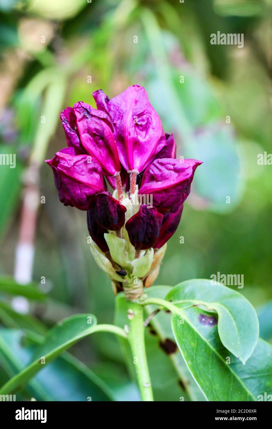 close up of purple flowers of rhododendron Stock Photo