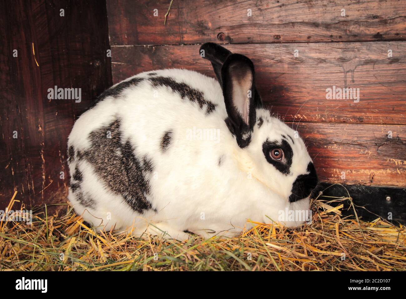 a domestic rabbits in their rabbit hutch Stock Photo Alamy