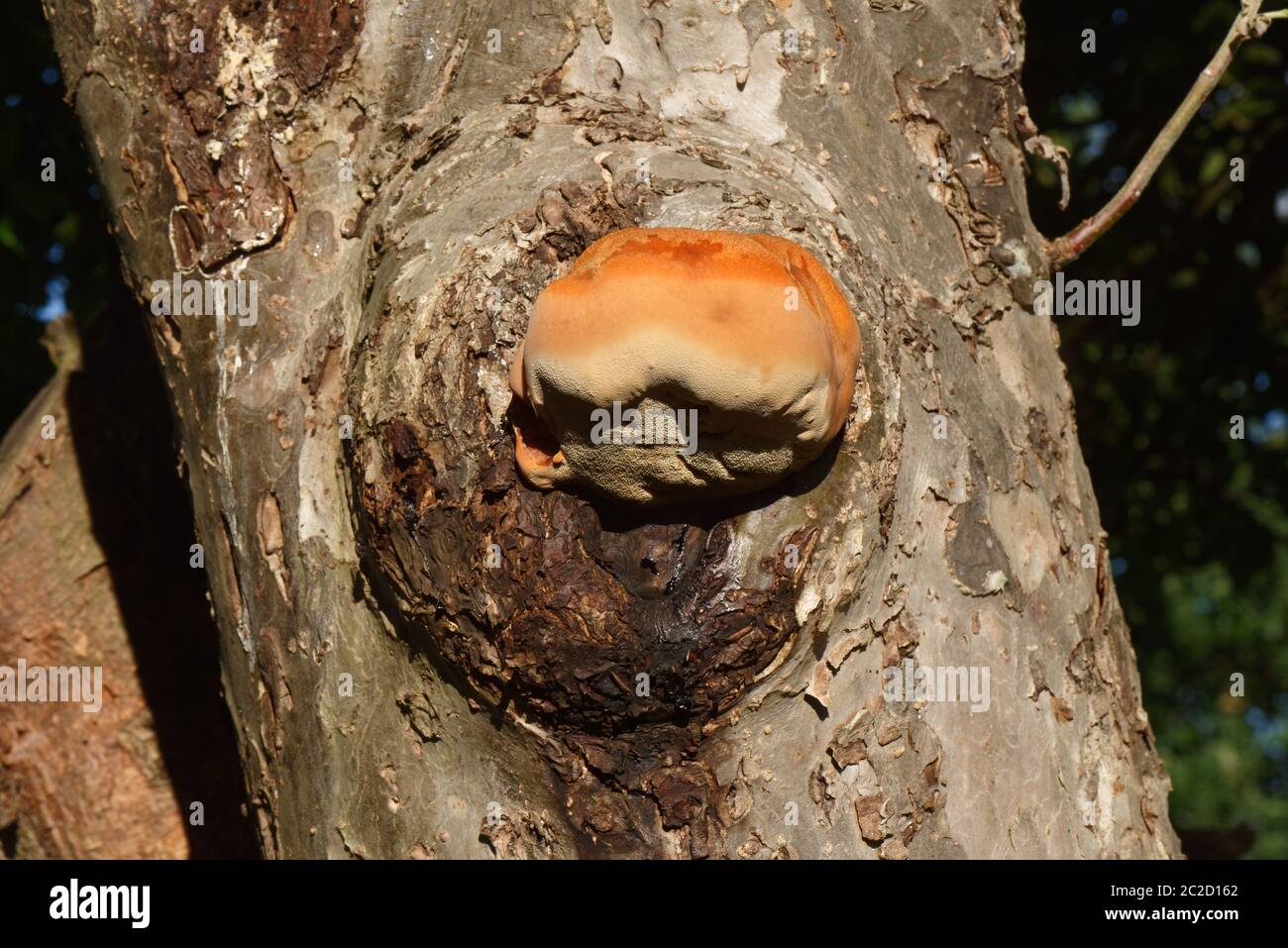 Orange bulbous fungus found on a large apple tree, known as shaggy bracket, it is not good news for the tree. Stock Photo
