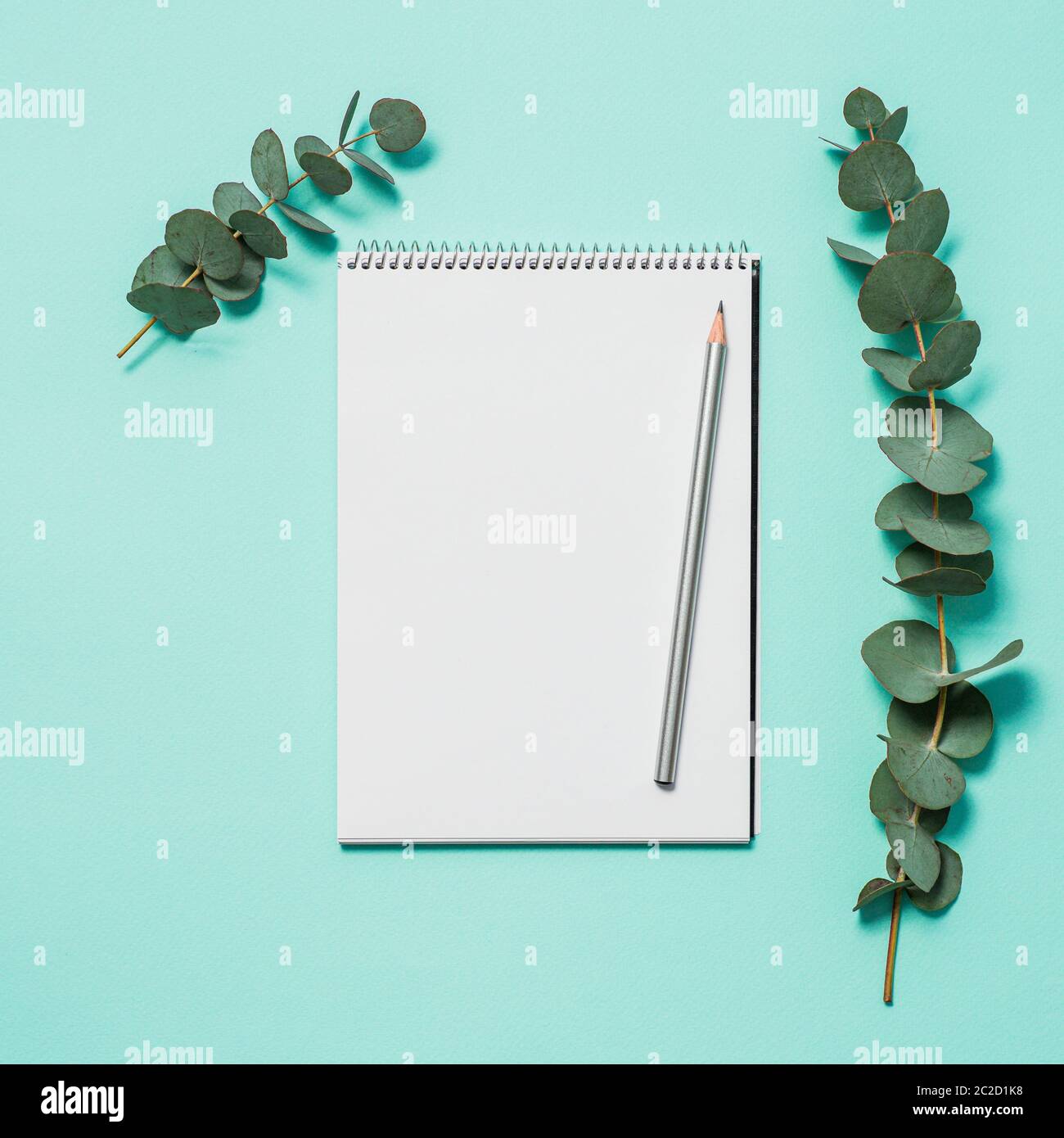 Blank notebook and eucalyptus on blue background Stock Photo