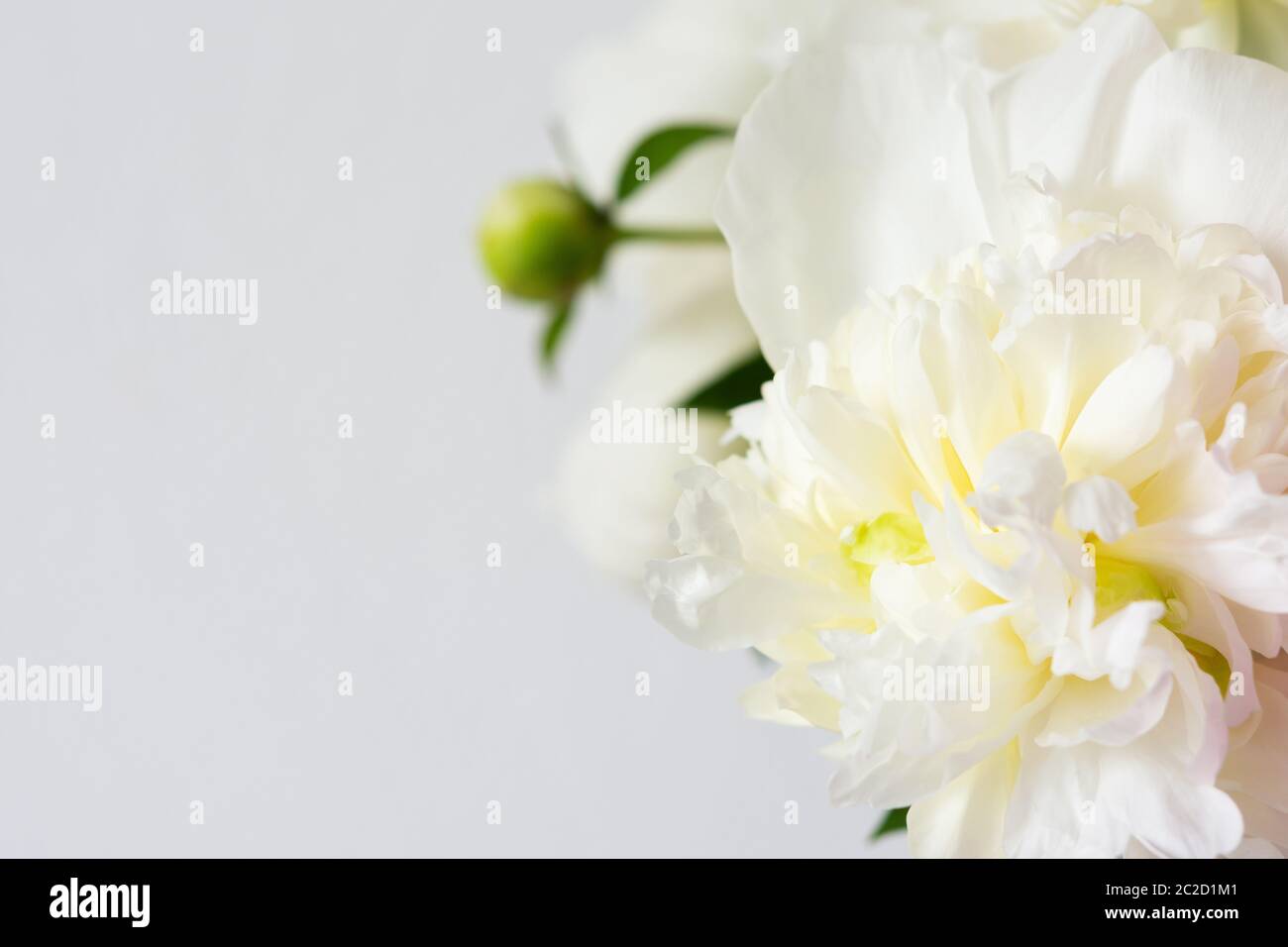 Beautiful bouquet of peonies, white peonies floral background Stock ...