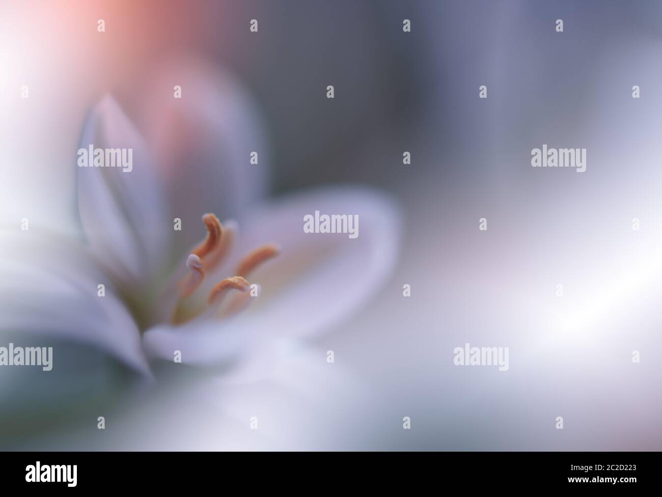 Extreme close up photography hi-res stock photography and images - Alamy