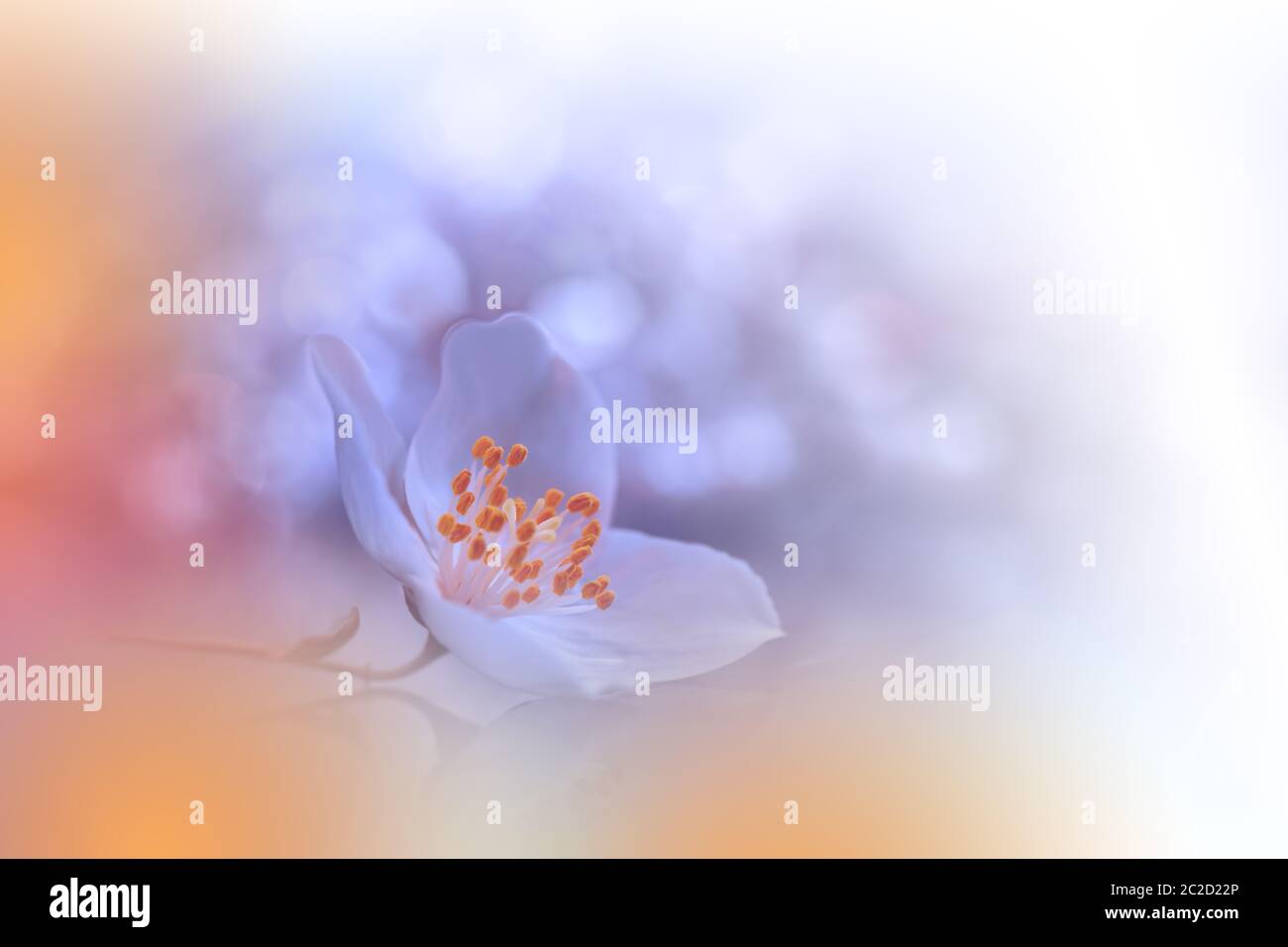 Macro Photography.Floral abstract pastel background with copy space.White Jasmine flowers in soft style for wedding card.Orange Nature Background.Blurred space for your text.Wedding Invitation.Tranquil nature closeup view.Coral color backdrop 2019. Stock Photo