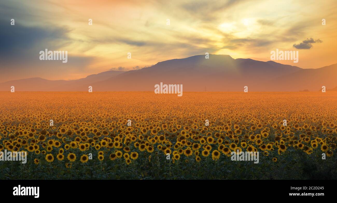Sunflower field at sunset.Landscape from a sunflower farm.Agricultural landscape.Sunflowers field landscape.Orange Nature Background.Field of blooming sunflowers on a background sunset.Greeting card argiculture concept.Art Photography.Artistic Wallpaper. Stock Photo