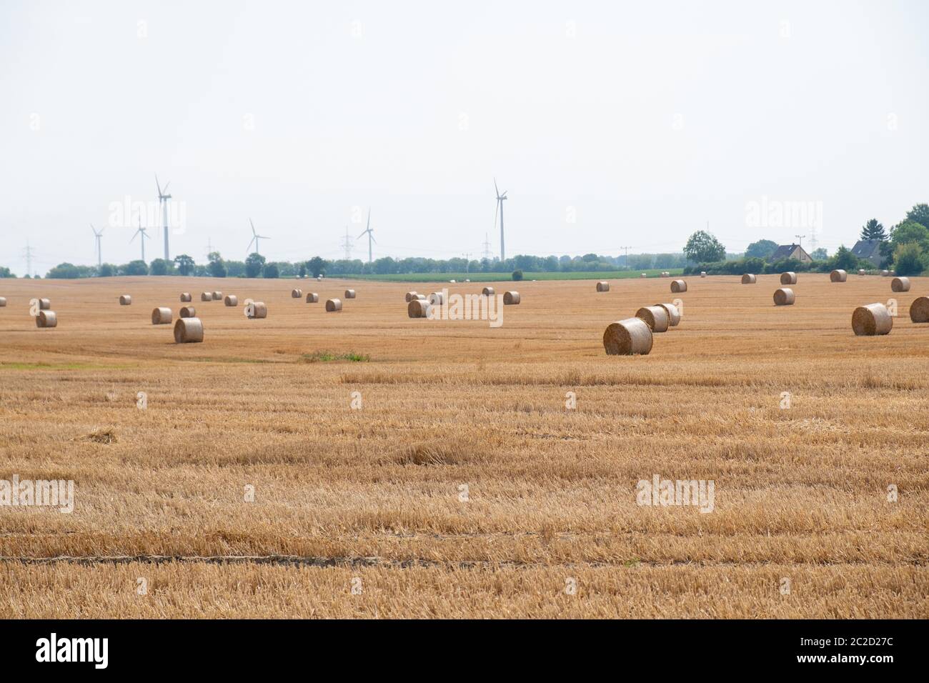 Round straw bales after harvesting in a big field during the day Stock ...