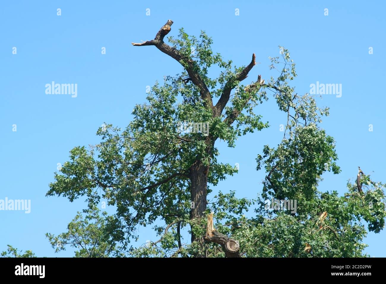 The treetop of an oak with sawn branches after a storm. Stock Photo