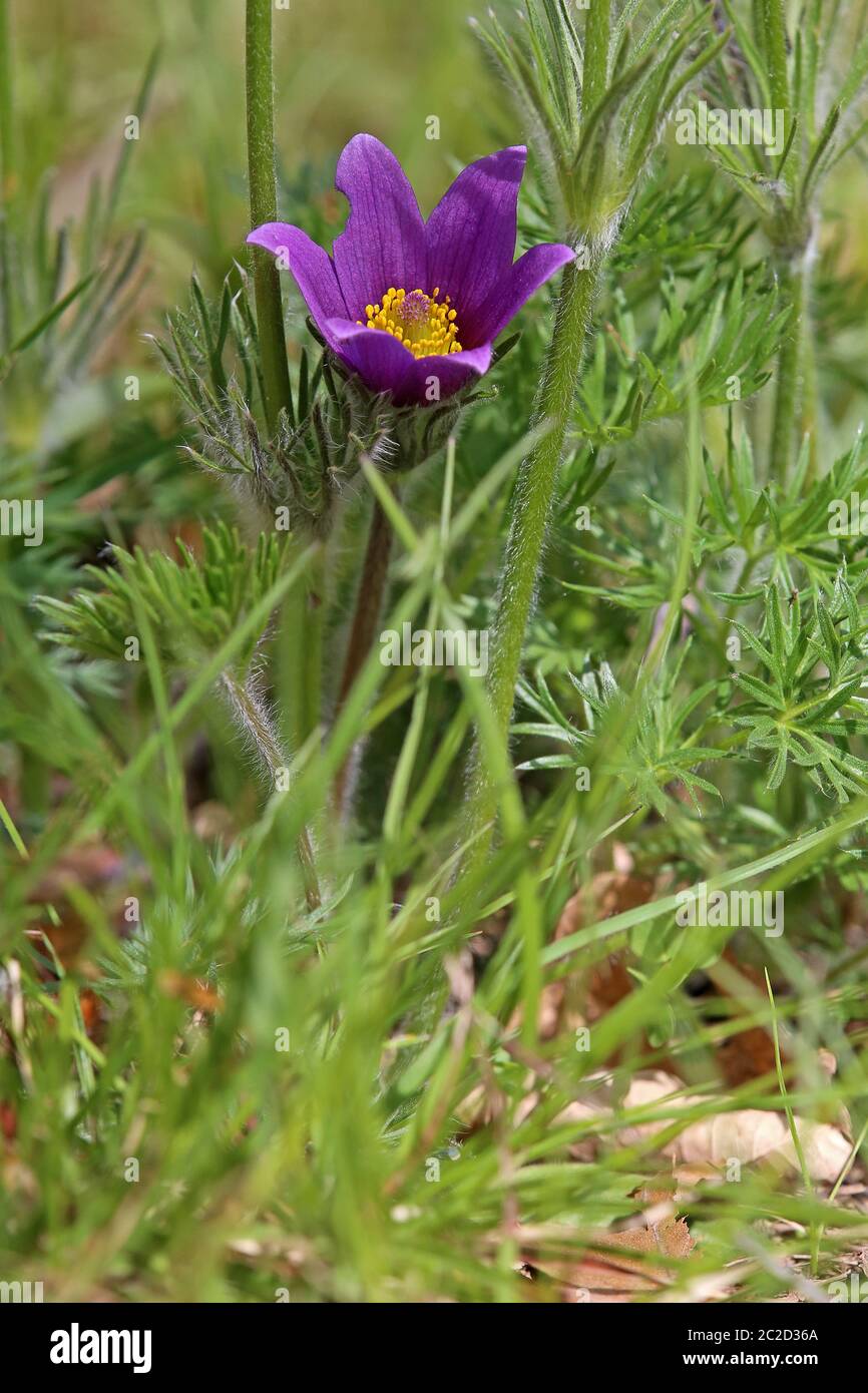 Kitchen bowl Pulsatilla vulgaris from the Liliental in the imperial chair Stock Photo