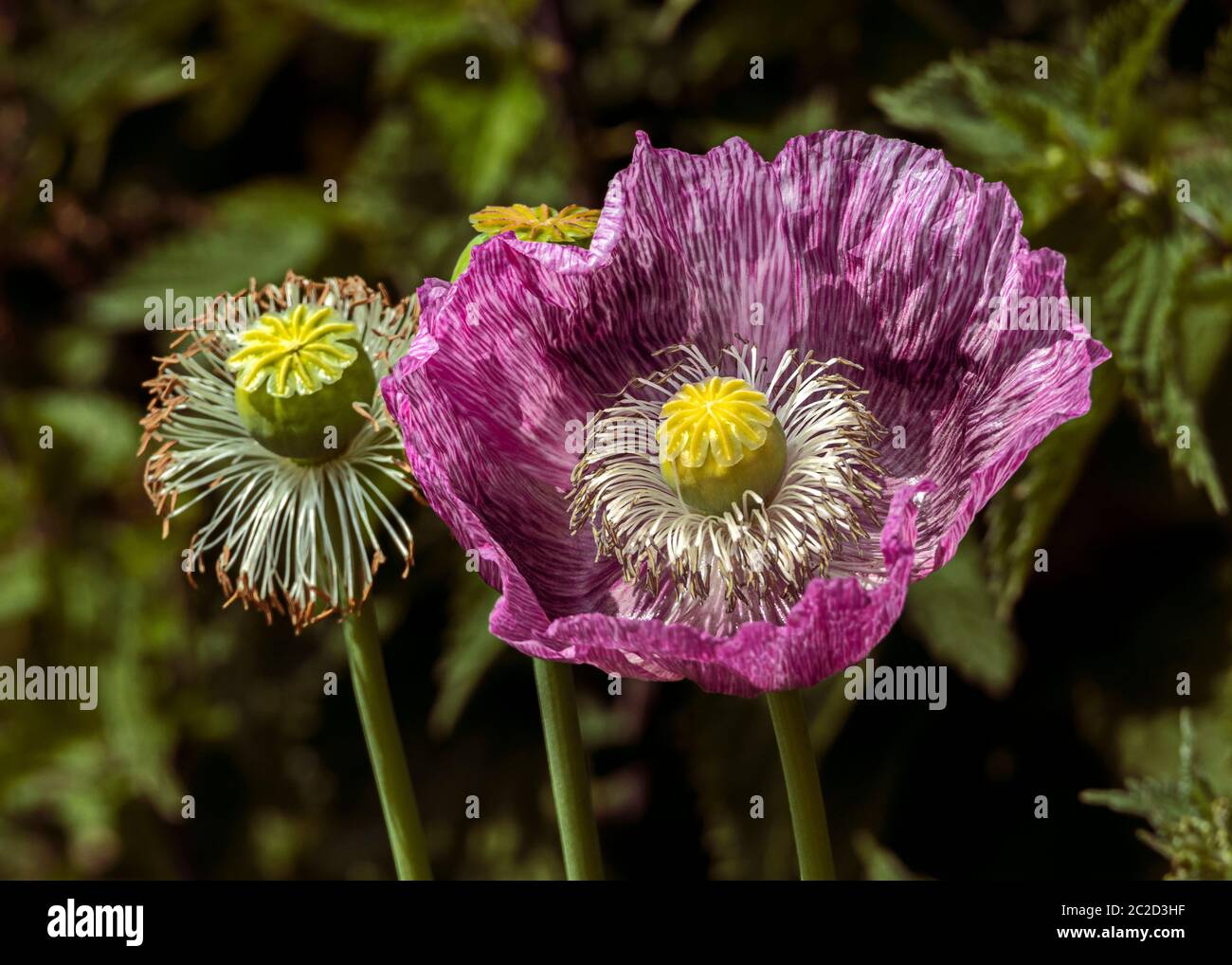 Poppies in Bloom Stock Photo Alamy