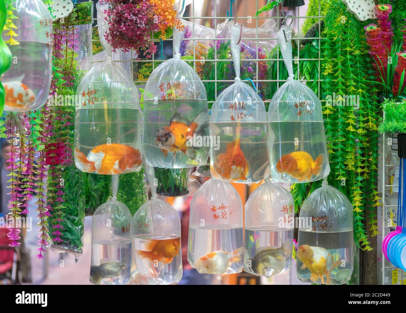 Goldfish in Bags at Pet Shop Hong Kong Stock Photo Alamy