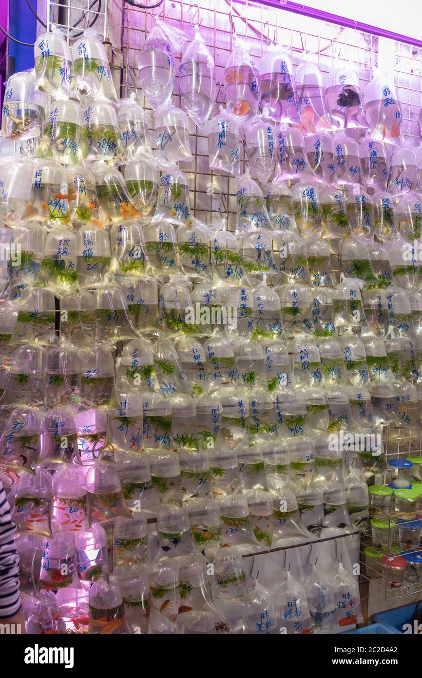 Various Fish in Bags at Pet Shop Hong Kong Stock Photo Alamy
