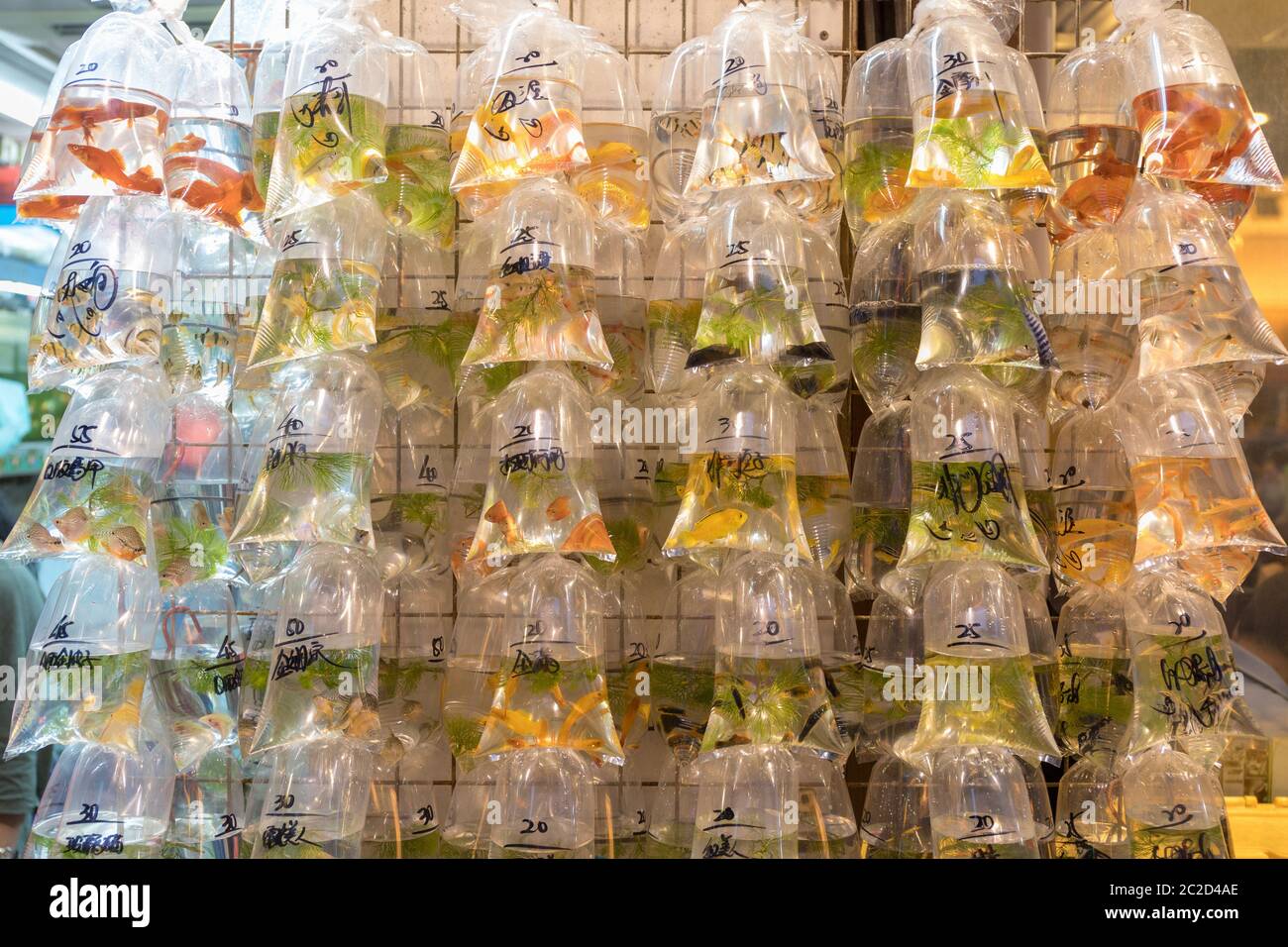 Pet shop in hong kong hires stock photography and images Alamy