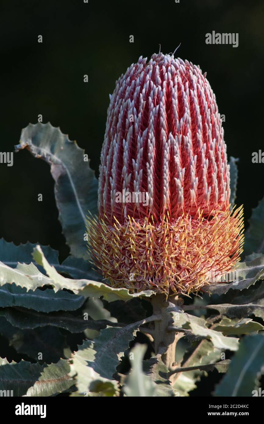 Firewood Banksia flower in garden. Stock Photo