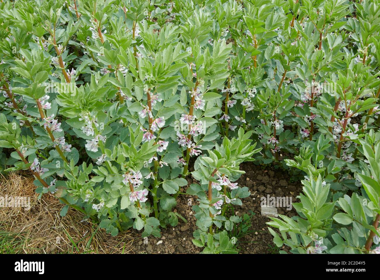 Broad Bean also known as Fava Beans (Vicia faba) growing in northern