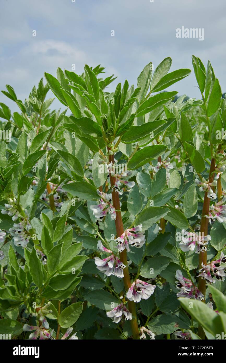 Broad Bean also known as Fava Beans (Vicia faba) growing in northern