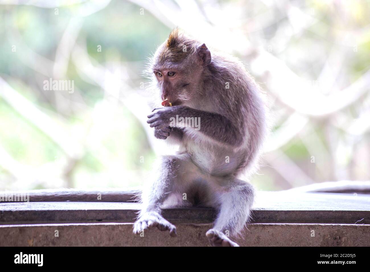Wild monkey eating fruit in Bali sitting on a wood shelf, wildlife