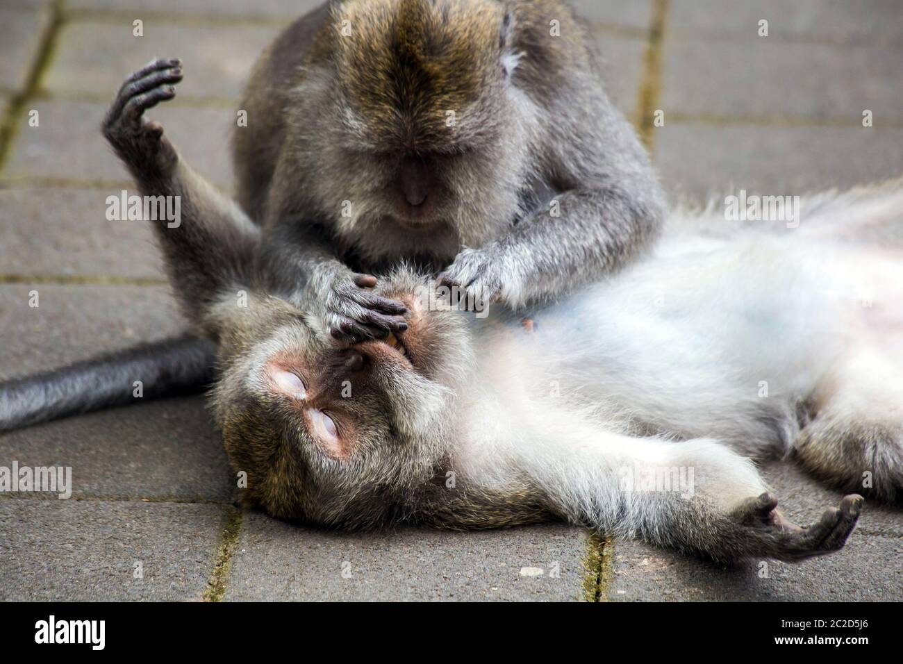 Shameful monkey stock image. Image of cleaning, africa - 87532525