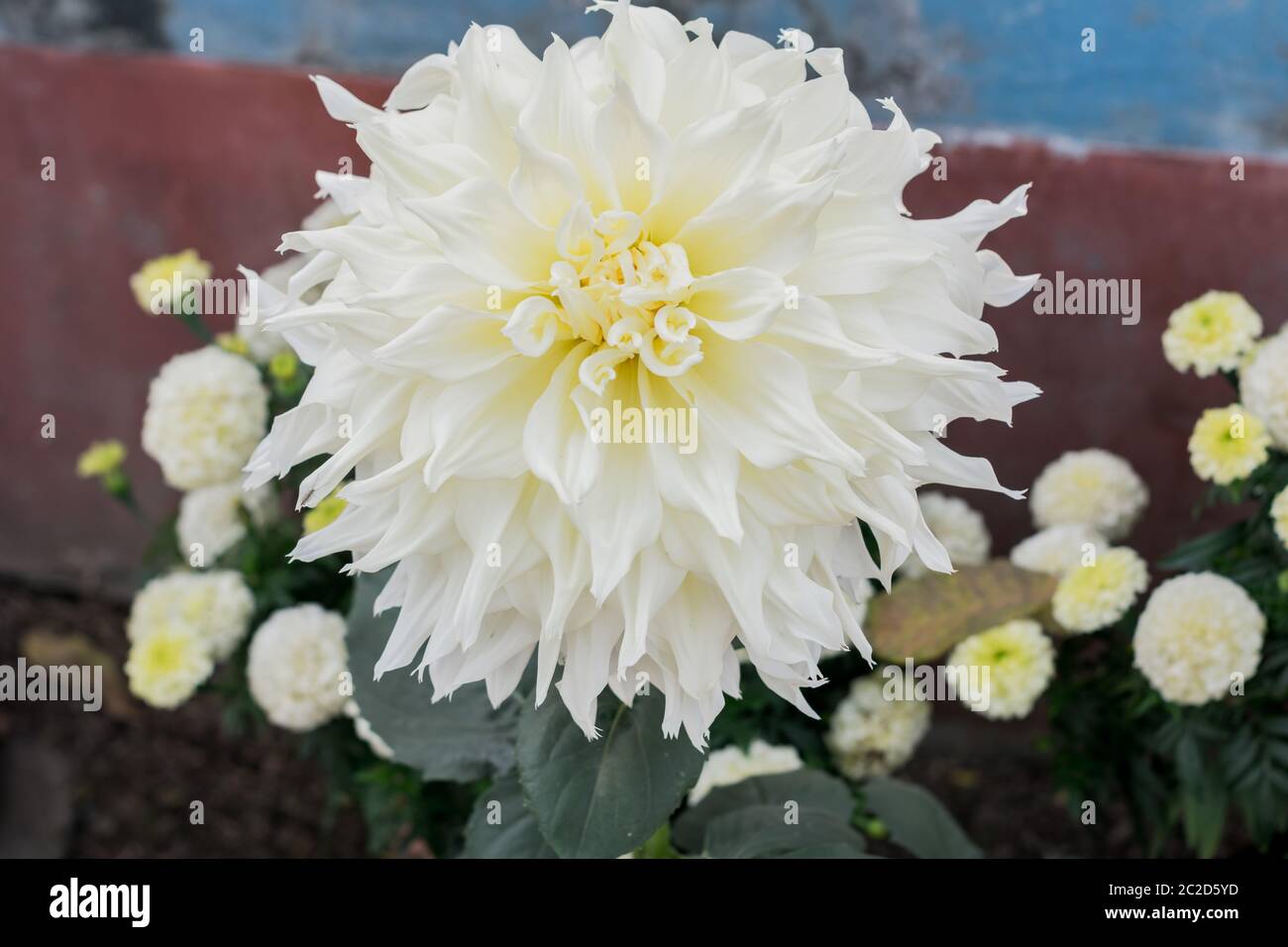 White Guldavari Flower plant, a herbaceous perennial plants. It is a sun loving plant Blooms in early spring to late summer. A very popular flower for Stock Photo