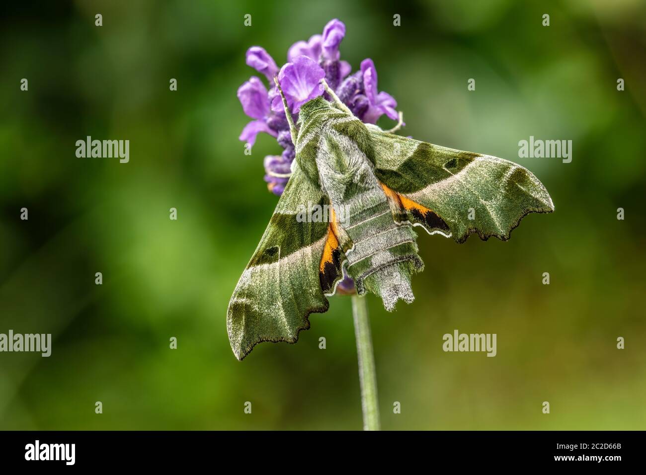 Nature, Insect, Butterfly, Moth, Hawk Moth, Proserpinus proserpina, willowherb hawkmoth