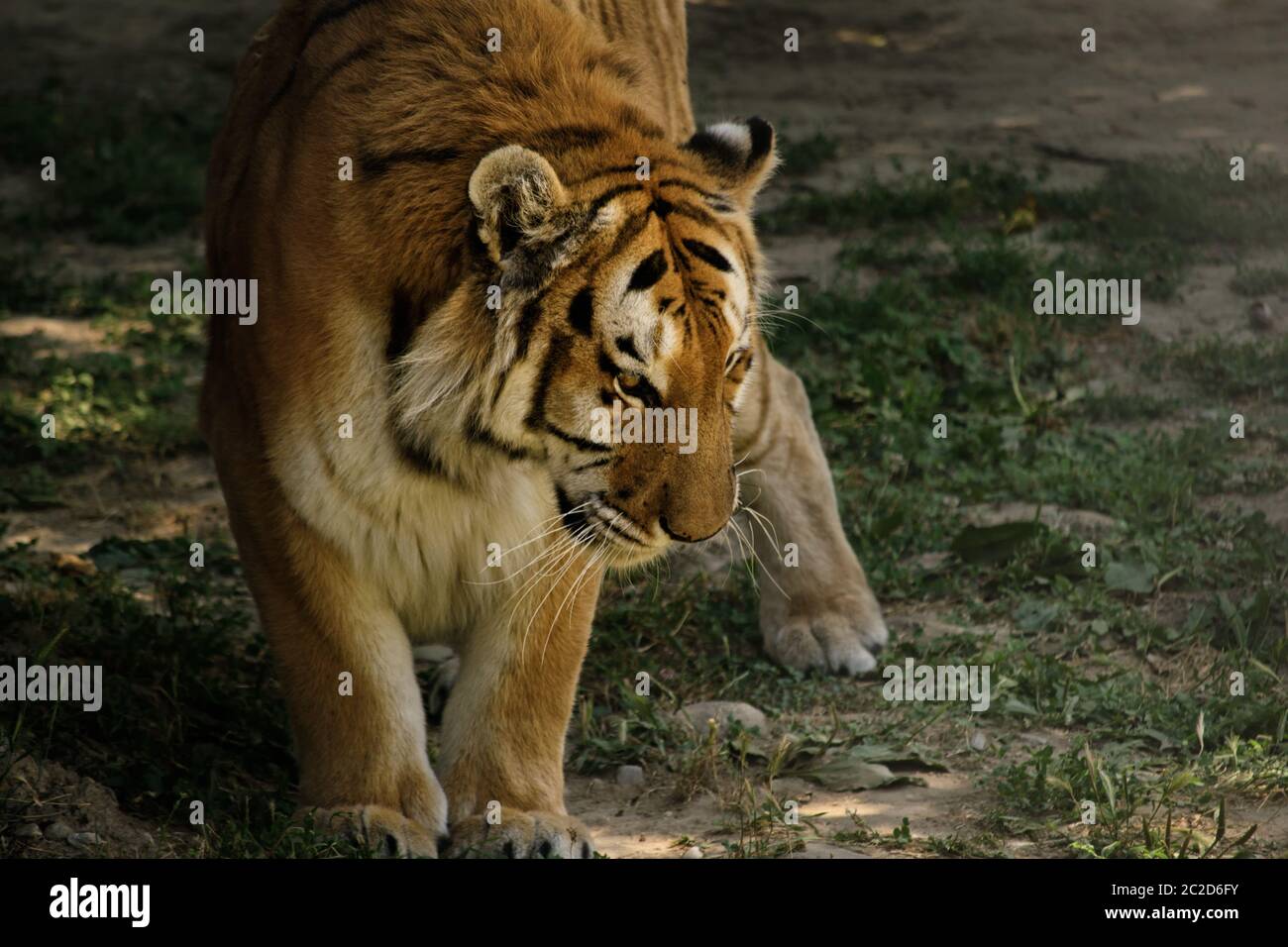 Tiger in nature getting ready to lie down Stock Photo - Alamy