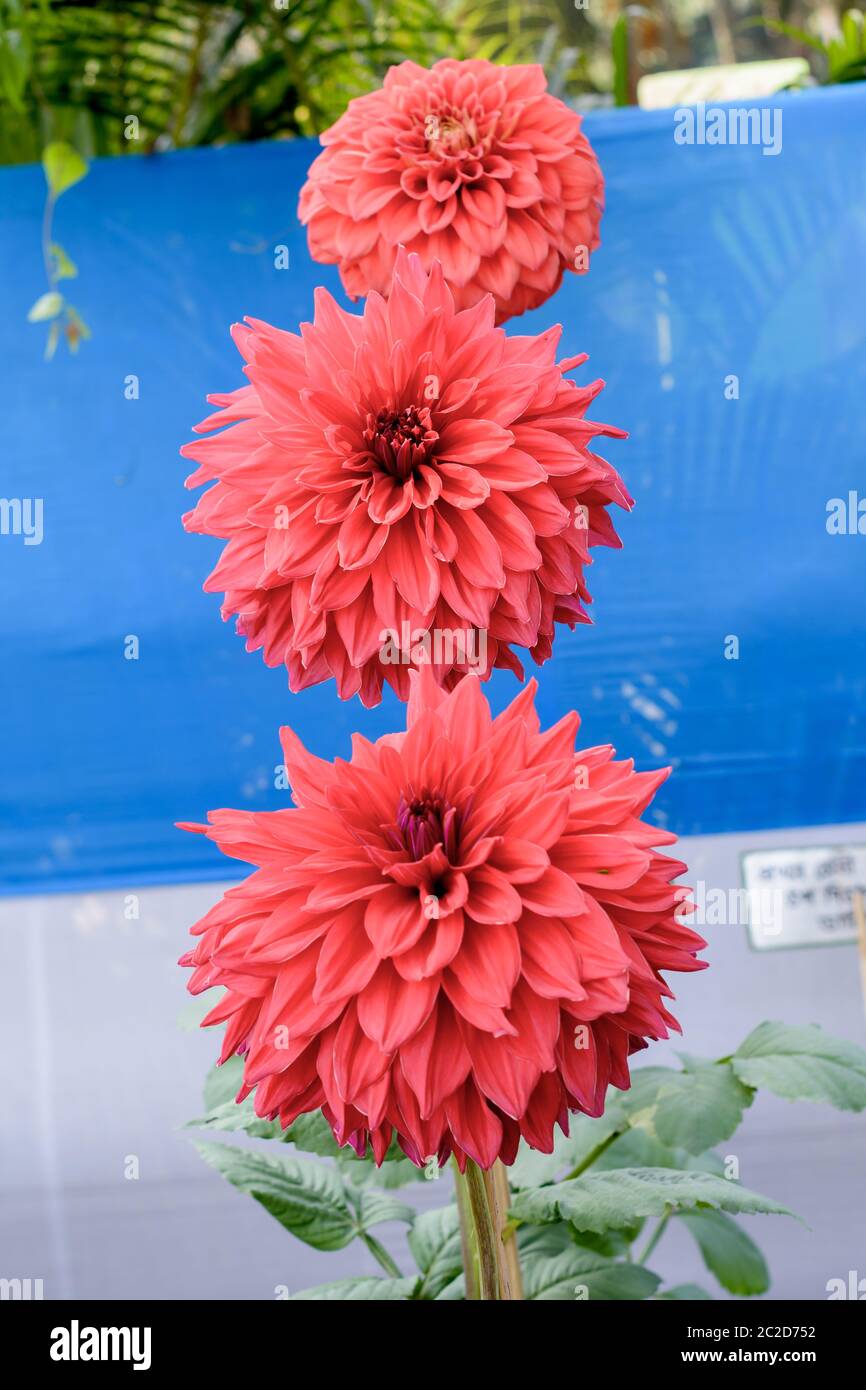 Zinnia flower plant blooming in field. It is a genus of sunflower tribe of daisy family. It is a sun loving plant Blooms in early spring to late summe Stock Photo
