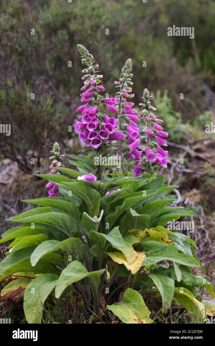 Wild Foxgloves Digitalis purpurea growing on the lower slopes of the English Pennine range in an abandoned quarry Stock Photo
