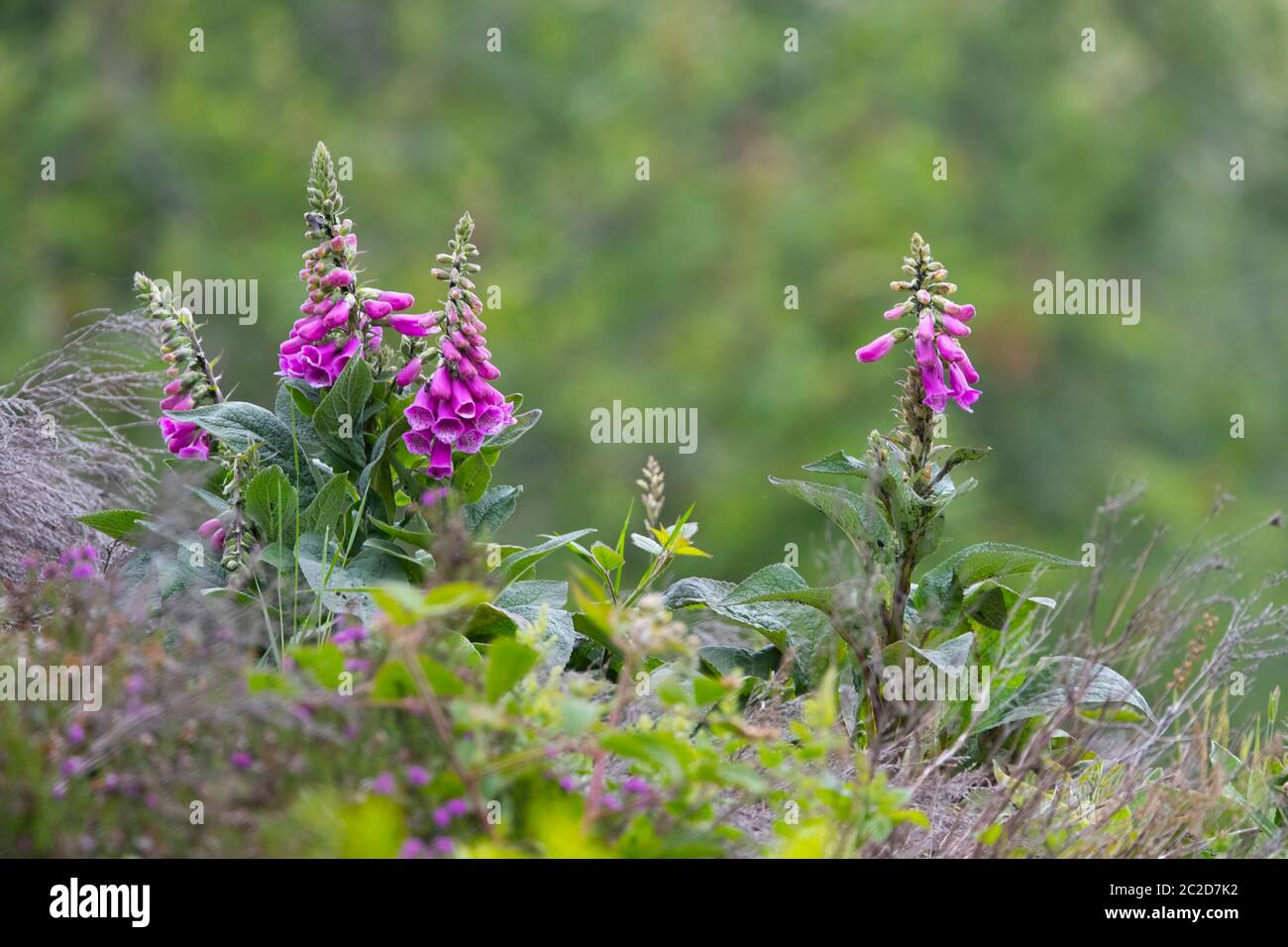 Wild Foxgloves Digitalis purpurea growing on the lower slopes of the English Pennine range in an abandoned quarry Stock Photo