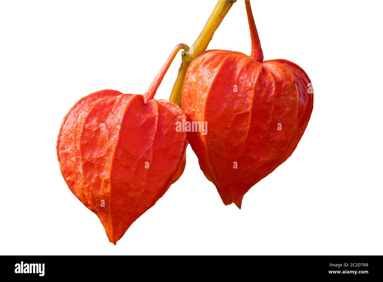 Physalis alkekengi var. franchetii 'Zwerg' fruit with husk commonly known as Chinese Lantern cut out and isolated on a white background Stock Photo