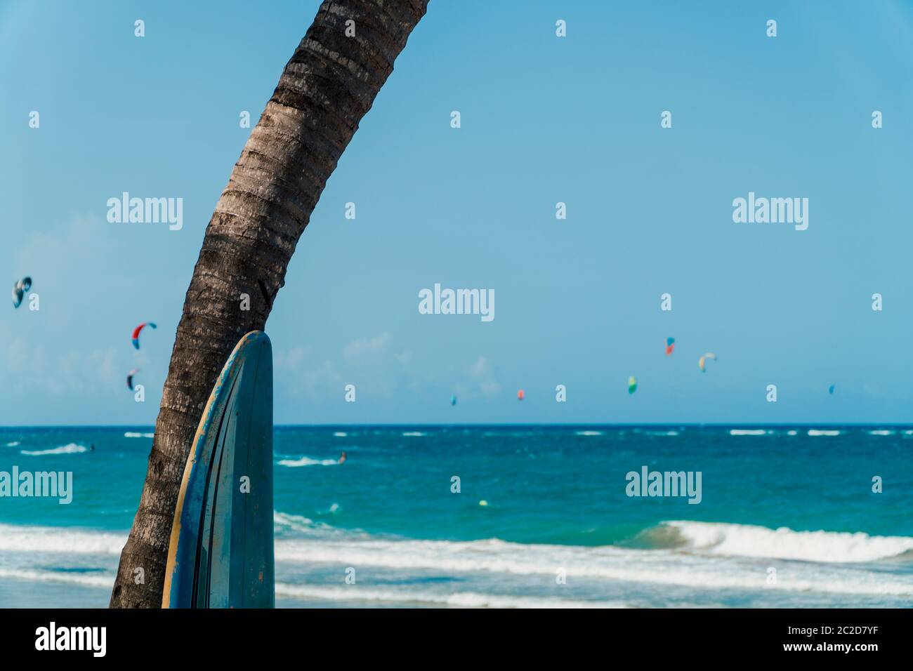 surfboard leaning against a palm tree with the ocean and kitesurfers in ...