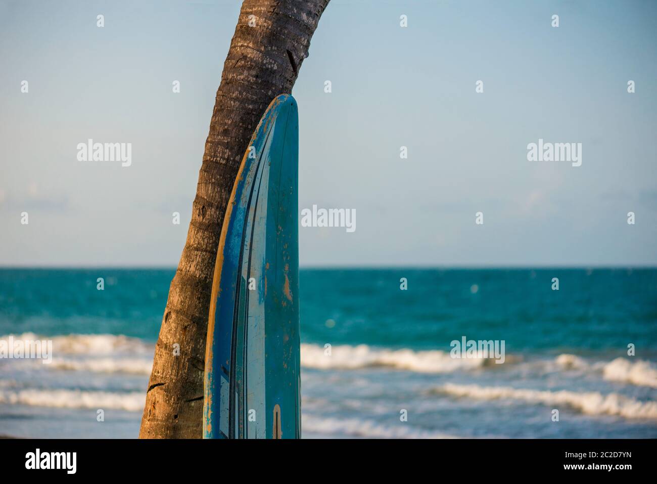 surfboard leaning against a palm tree with the ocean in the backgroung ...